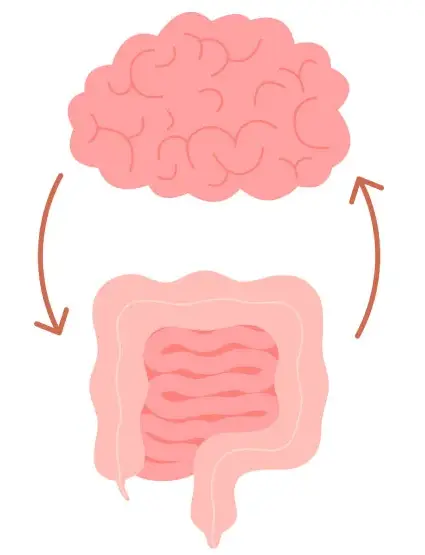 El eje intestino-cerebro: como afectan las emociones a tu sistema digestivo